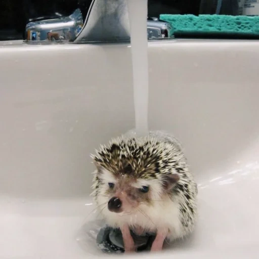 bathtub hedgehog, hedgehogs are washing, the hedgehog is washing his face, hedgehog, hedgehog swimming