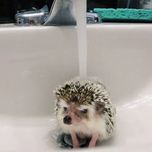 igel des badezimmers, der igel wird gewaschen, der igel wäscht sich, der igel ist cool, igel wildes schwimmen