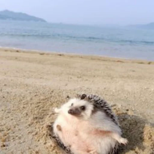 mar hedgehog, hedgehog fofo, o ouriço é muito fofo, hedgehog feliz, pequeno ouriço