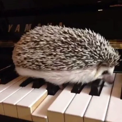 sintonizador, pianista hedgehog, piano hedgehog, pequeno ouriço, piano hedgehog