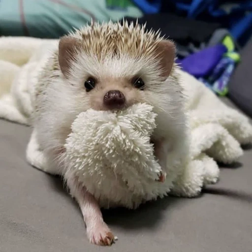 lovely hedgehog, the hedgehog is angry, sting hedgehog, domestic hedgehog, dwarf hedgehog