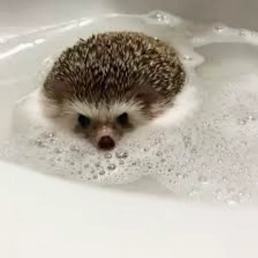 lovely hedgehog, landak sedang mencuci, mandi landak, landak rumah, the little hedgehog