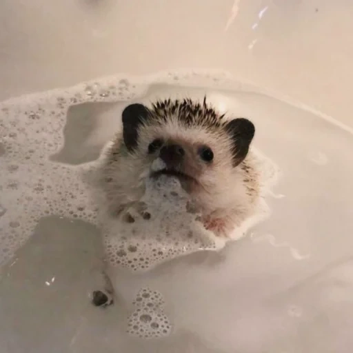 hedgehog, lovely hedgehog, hedgehog wane, bathtub hedgehog, domestic hedgehog