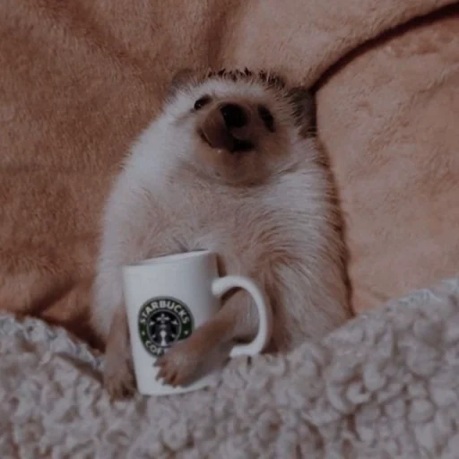 lovely hedgehog, landak sangat lucu, selamat pagi konyol, minggu pagi, selamat pagi hewan lucu