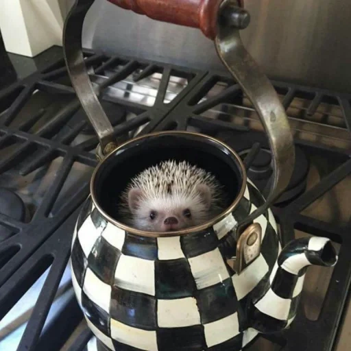 kettle, kettle hedgehog, ceramic teapot, courtly check kettle, mackenzie teapot