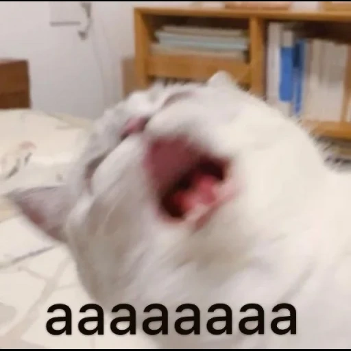 seal, a yawning cat, a yawning cat, a yawning seal, cute cats are funny