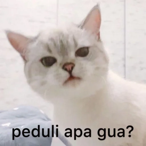 kucing, anjing laut, nana kucing, el kotik, drama kucing