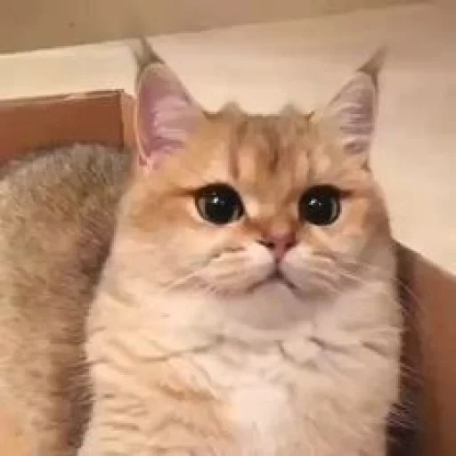 cat, frowning cat, british golden chinchilla, tooth pedicle smelly face cat breed, british golden chinchilla