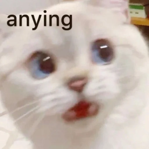 meme gatito, un gato mememic, querido meme de gato, meme de gato blanco, lindos gatos de memes