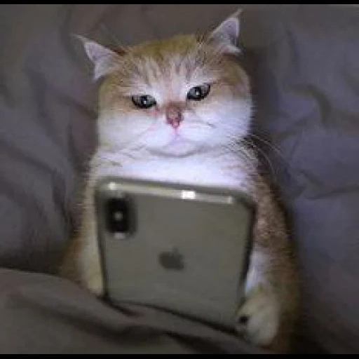 cat, seal, cat meme, cat phone, cute cat meme