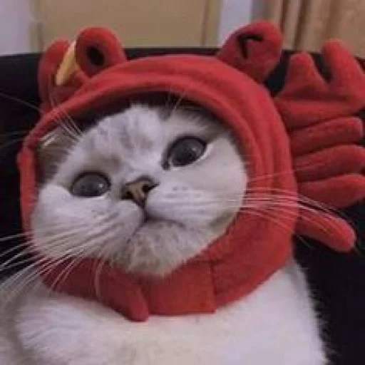 phoques, crab cat, charmant phoque, les otaries à fourrure sont ridicules, el gato meme cat