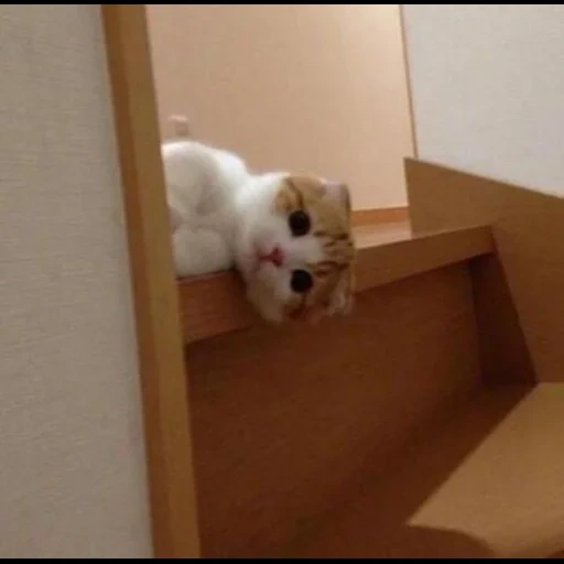 cat, seals are ridiculous, kitty climbing ladder, cute cats are funny, a charming kitten