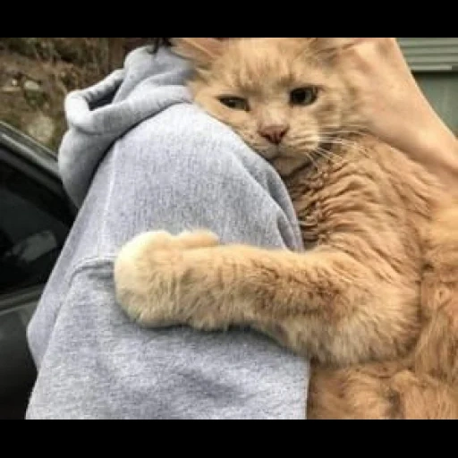 cat, cat, seal, the cat regretted it, cat hug