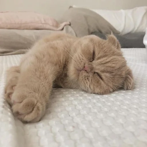 кот, котик, котик кровати, спящий пушистый кот, милые котики смешные