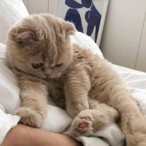 seal, bed cat, hanging-eared cat hug, very cute cat saturday, cute kitten hugs and hangs ears