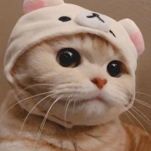 cat, seal, lovely seal, cute cat hat, cute cats are funny