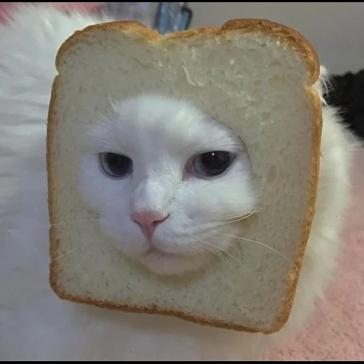 kucing, kucing roti, kucing roti, anjing laut itu konyol, kucing lucu itu lucu