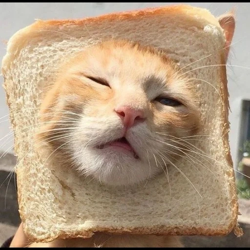 cats, chat de pain, le chat mange du pain, pain de chaton, les chats sont drôles