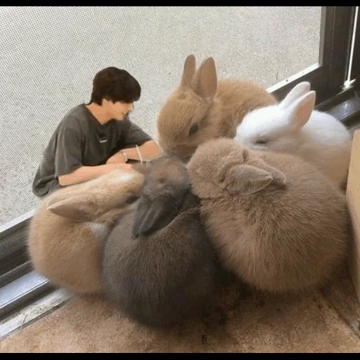 kelinci, bayi kelinci, kelinci rumah, kelinci kecil, kelinci kerdil