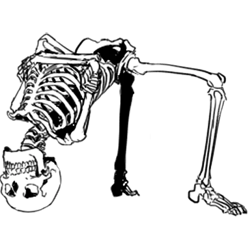 das skelett, das menschliche skelett, menschliches knochengerüst, das skelett des ersten menschen, gorilla-skelettstruktur