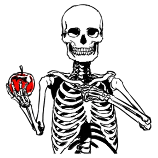 esqueleto, esqueleto de osso, desenho de esqueleto, o esqueleto de um homem de ossos