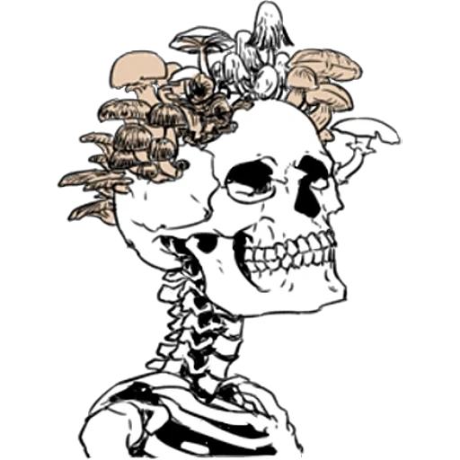 esqueleto, arte esqueleto, patrón de esqueleto, cráneo blanco y negro