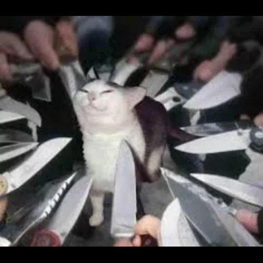 un gato con un cuchillo, egor letov, con un meme de cuchillo, gato con un meme de cuchillo, mayorov egor san petersburgo