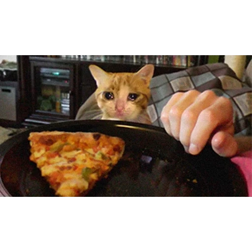 gatto, gatto gatto, pizza per gatti, un gatto meme, i gatti vogliono il cibo