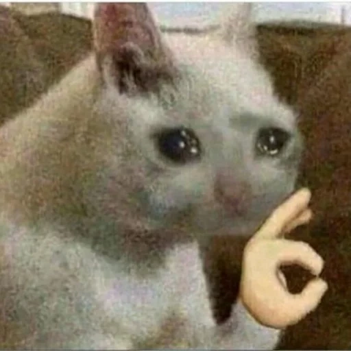 cat, cat meme, cute cat meme, cat crying meme, crying cat with fist