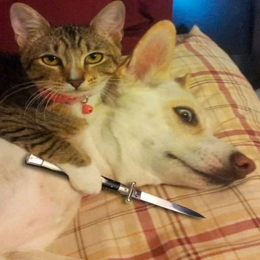 chat, un chat avec un couteau, le chat est drôle, chat avec un couteau à la gorge, chats drôles du chien