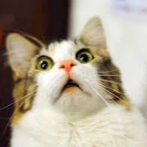 кот мем, офигевший кот, удивленный кот, удивленный котик, удивленный кот мем