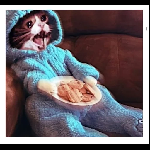 gato, animal fofo, animal engraçado, fotos de animais engraçadas, gatos engraçados comem pijamas de biscoito