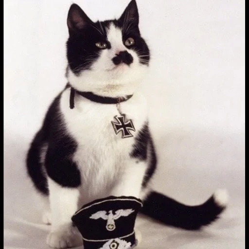 cat, cat hitler, cats are fascists, adolf cat, adolf hitler