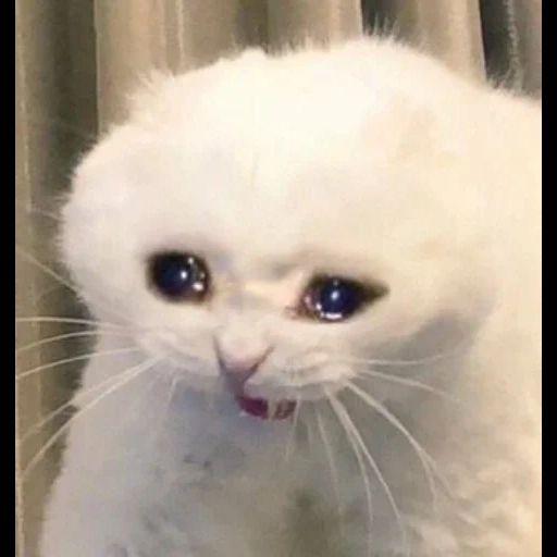 kucing menangis, kucing sedih, crying cat, crying white cat, meme kucing sedih