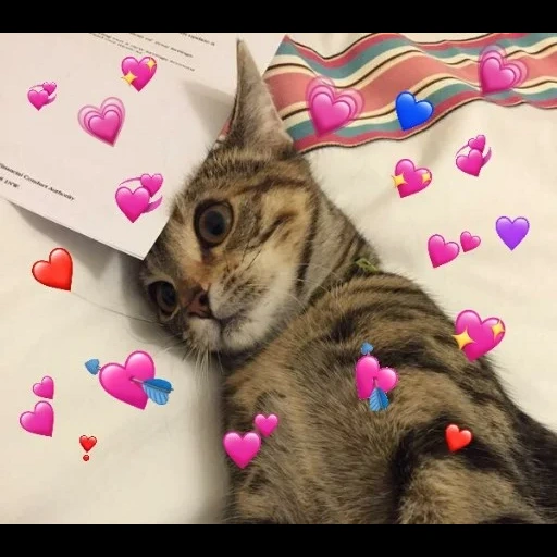 gatto, un bel sigillo, gatto a forma di cuore, un sigillo con un cuore, carino gatto cuore