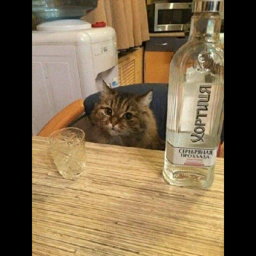 chat, chat eshkin, la vodka chat, le chat est drôle, chat alcoolique