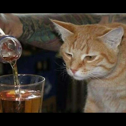 кот рыжий, пьяный кот, пьющий кот, кот алкоголик, пьющий кот горе семье