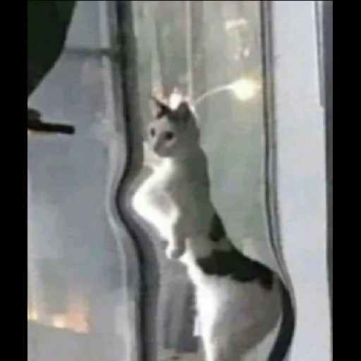 gato, gato, gato gato, los gatos son divertidos, ventana de gato divertida