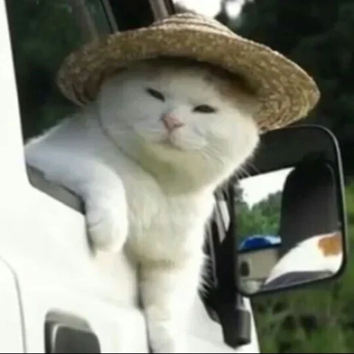 кот, кот кот, смешные коты, котик соломенной шляпе, кот соломенной шляпе мем
