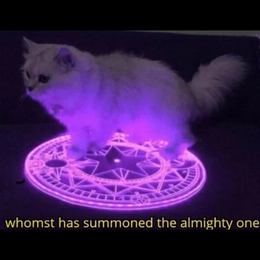кот, кошка, смешные кошки, смешные котики, whomst has summoned the almighty one