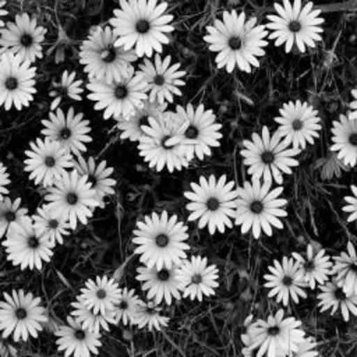flower black, чёрное белое, black n white, черно белая фотография, black and white flower