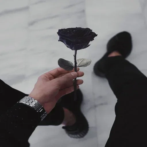 розы эстетика, черная роза руке, ты мой рай анивар, черные розы эстетика, владелец этой страницы никому нафиг не нужен