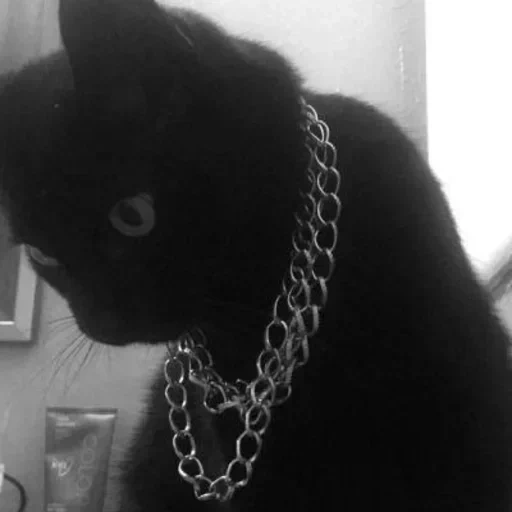 кот, cat black, коты готы, the cat lady, cat aesthetic