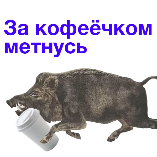 boar, kabanchik meme, he darted in a boar