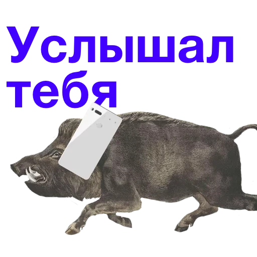 boar, boar, kabanchik meme, thanks to the boar meme, routing a boar