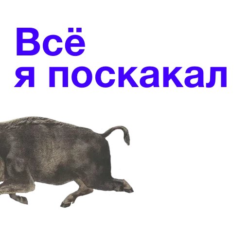 kucing, babi hutan, mem kaban, kabanchikom, kabanchik meme
