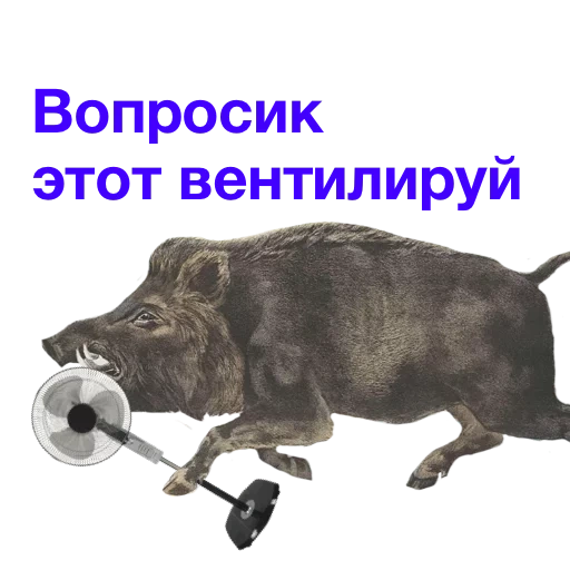 the pod, kabanchikom, eber meme, mit einem wildschwein vorbeistürmen, problemlösung wildschwein