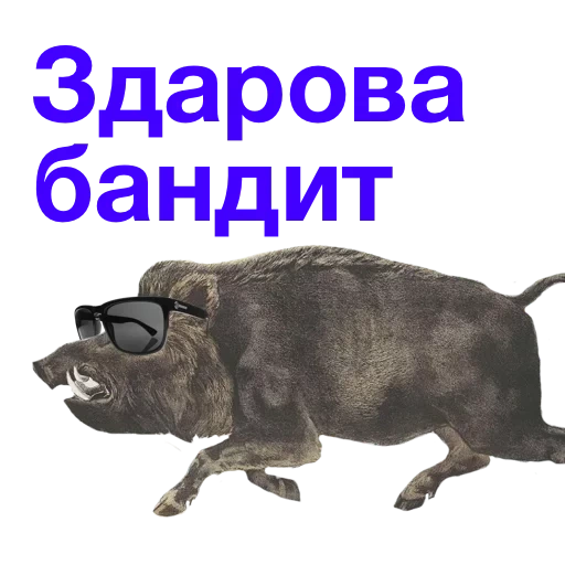 das wildschwein, eber meme, kabanchikom, kabanchkom a, vielen dank für das wildschwein-meme