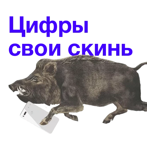 boar, kabanchikom, kabanchik meme, boar of your numbers throw off your numbers