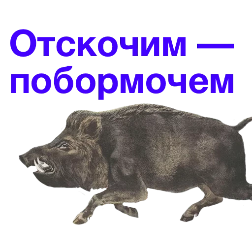 das wildschwein, the pod, kabanchikom, eber meme, mit einem wildschwein vorbeistürmen